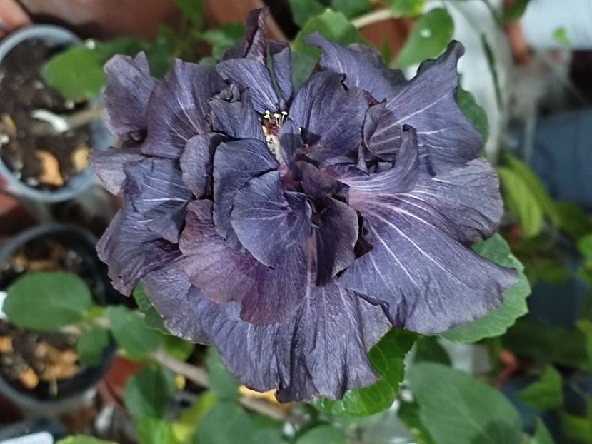  - DP s Black Treasure