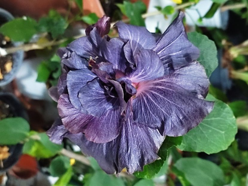  - DP s Black Treasure