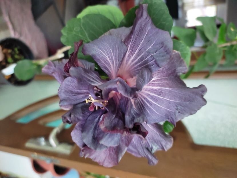  - DP s Black Treasure