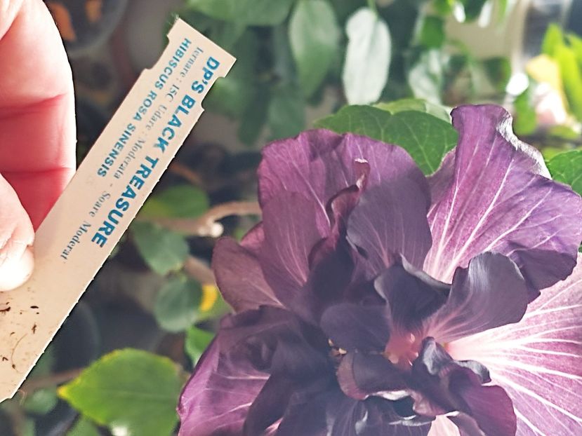  - DP s Black Treasure