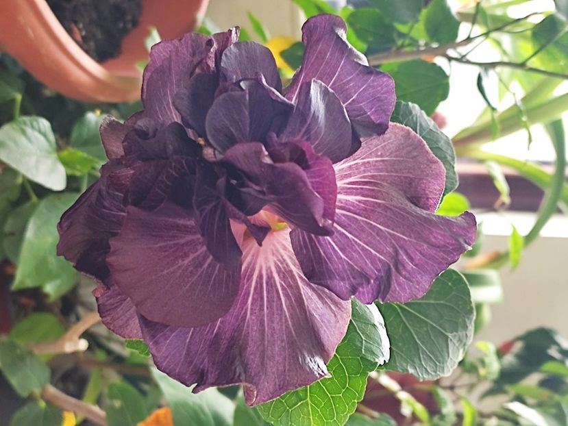  - DP s Black Treasure