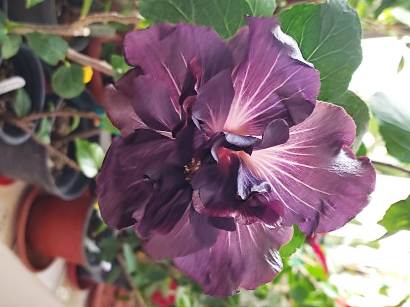  - DP s Black Treasure