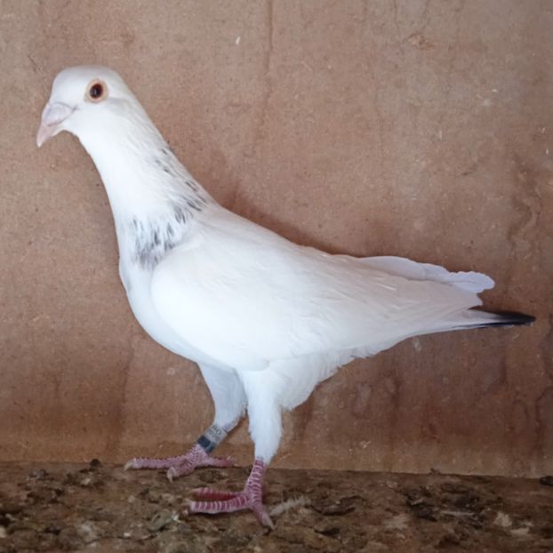 Mascul 20-486....-20 lei - Porumbei vanduti