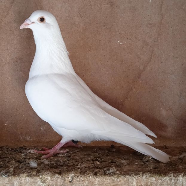 Mascul 23-870 ....-rezervat Dobra - Porumbei vanduti