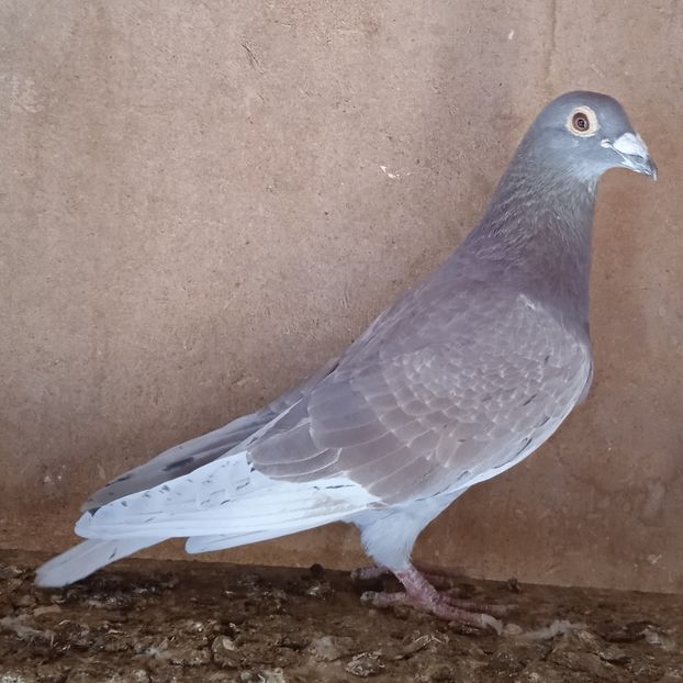 Mascul 20-030....-rezervat Glodeni - Porumbei vanduti