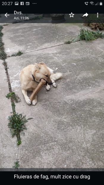 Screenshot_20231126-202755_WhatsApp - Codiță-Cody -Coco