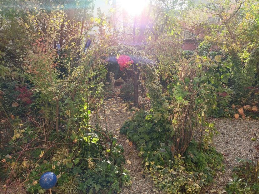 27.11.2023 a nins peste noapte, dar s-a topit - Grădina 2023 continuare 5