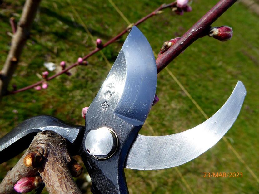 001foarfece_japonez - Senkichi Gold Series