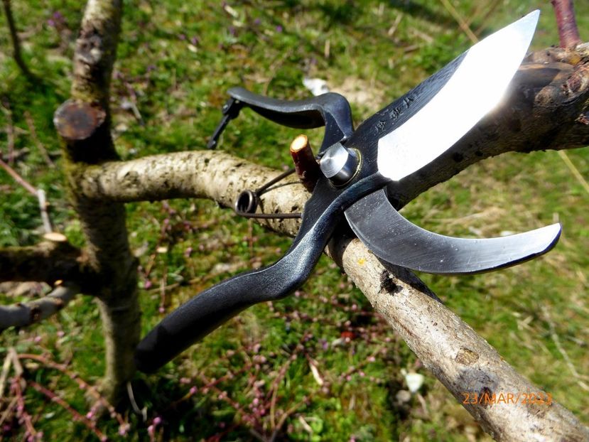 002foarfece_japonez - Senkichi Gold Series