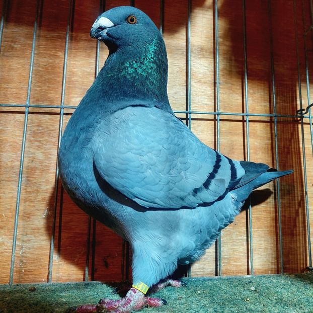 2023 - femele agh 2026