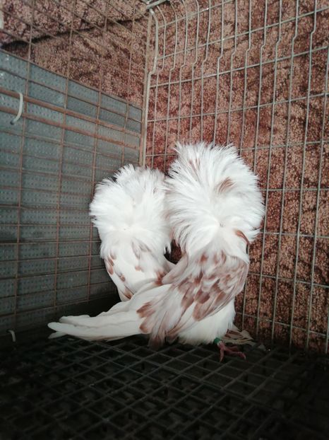 ACEEASI PERECHE - VÂNZARE PORUMBEI