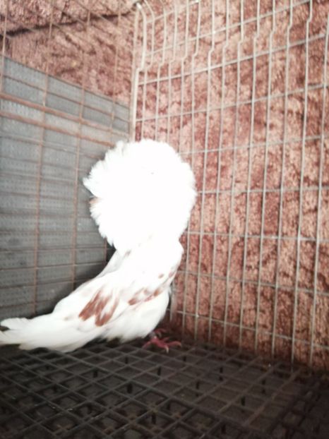 2 - VÂNZARE PORUMBEI