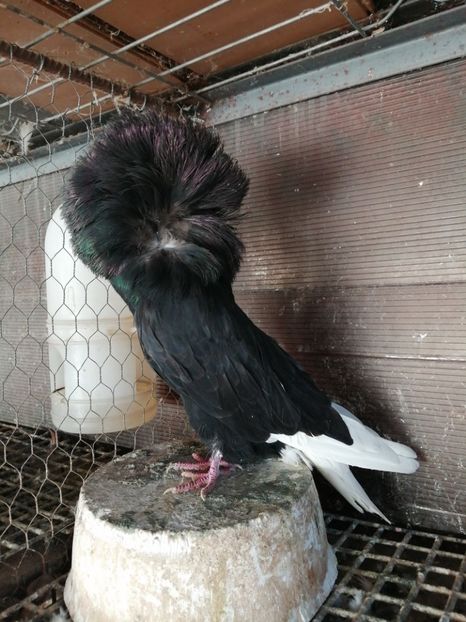 1. - VÂNZARE PORUMBEI