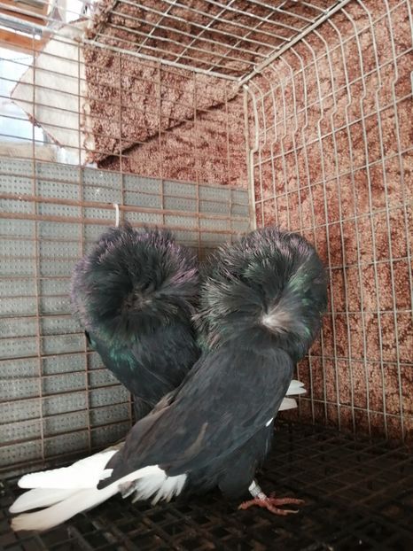 ACEEASI PERECHE.2 - VÂNZARE PORUMBEI