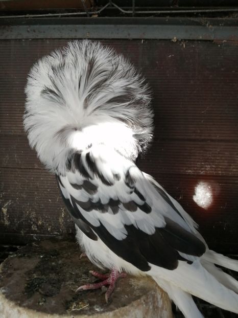 .1. - VÂNZARE PORUMBEI