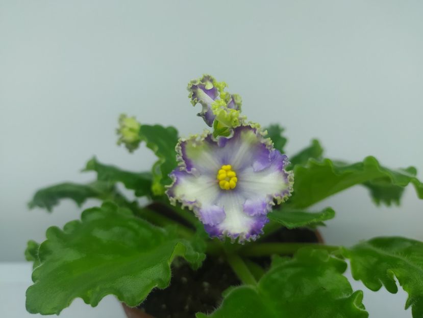 27 noiembrie 2023 - NK Vichna Molodist