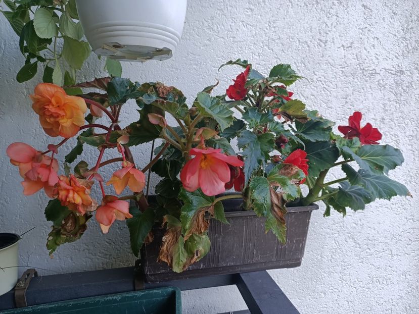Img.2023.10.13 - X-Begonia
