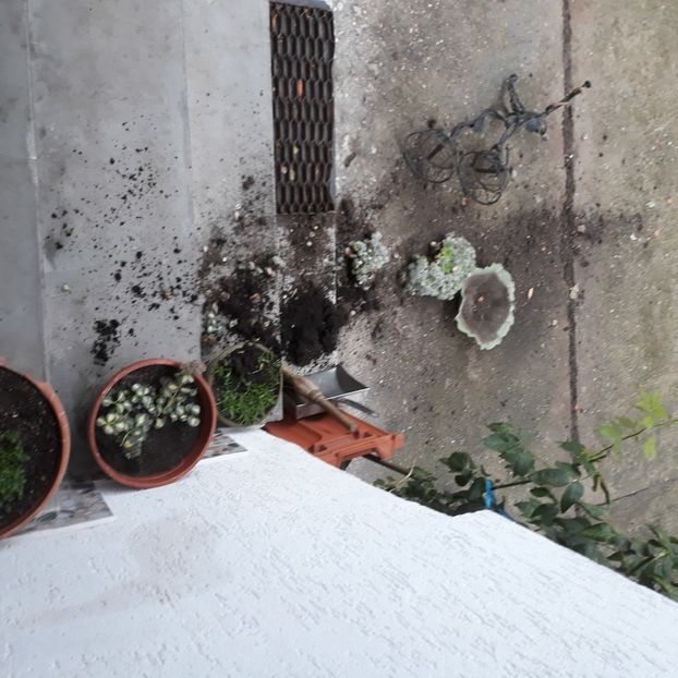 Nu eu ! Vântul... - Codiță-Cody -Coco