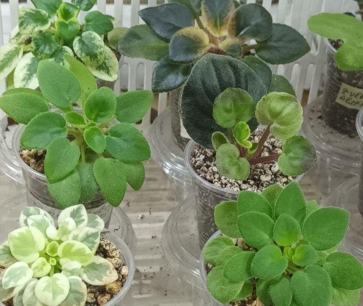  - 1 1 Violete Africane de Colecție