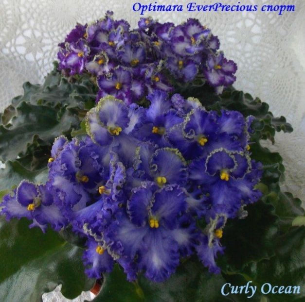 Poza net - Optimara Ever Precious sport - Curly Ocean