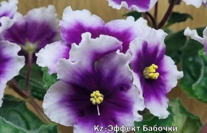 Poza net - KZ-Effect Babociki