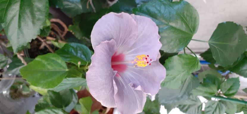  - Hibiscus