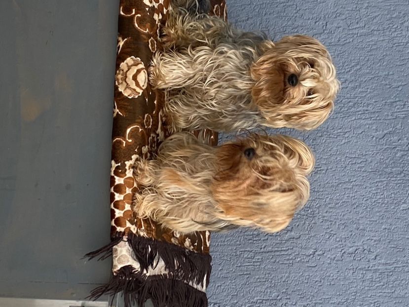  - AAA Yorkshire Terrier mini toy