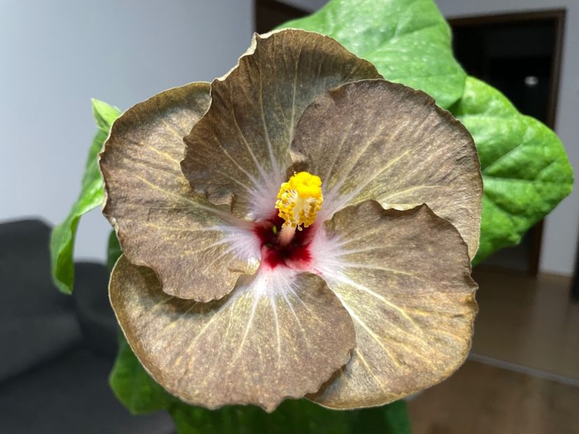  - 001 - Hibiscusi 2023