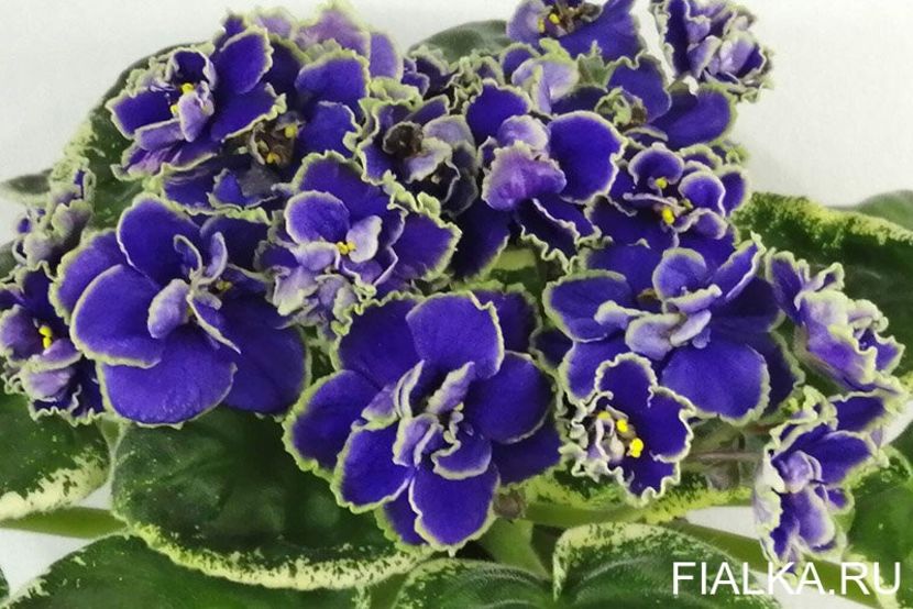 ND-Bosfor Vostochnyy - 0 a a disponibile Mai 2024