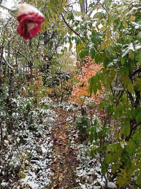 29.11.2023 - Grădina 2023 continuare 5