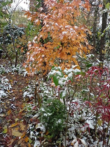  - Grădina 2023 continuare 5