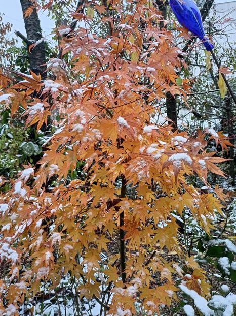 Asahi-Zuru - Grădina 2023 continuare 5