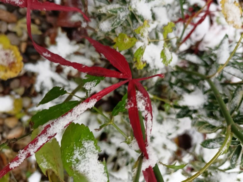  - Grădina 2023 continuare 5