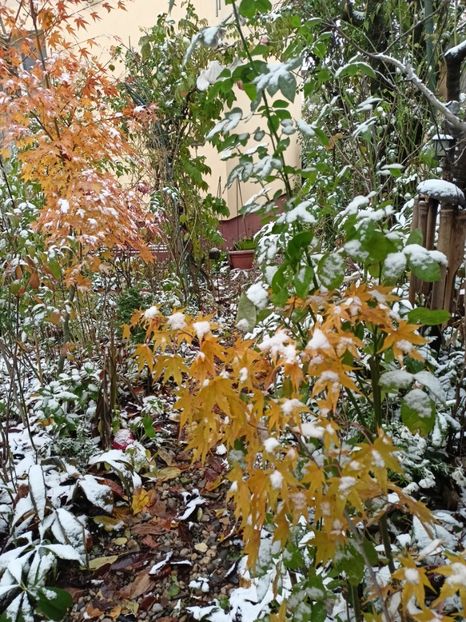  - Grădina 2023 continuare 5