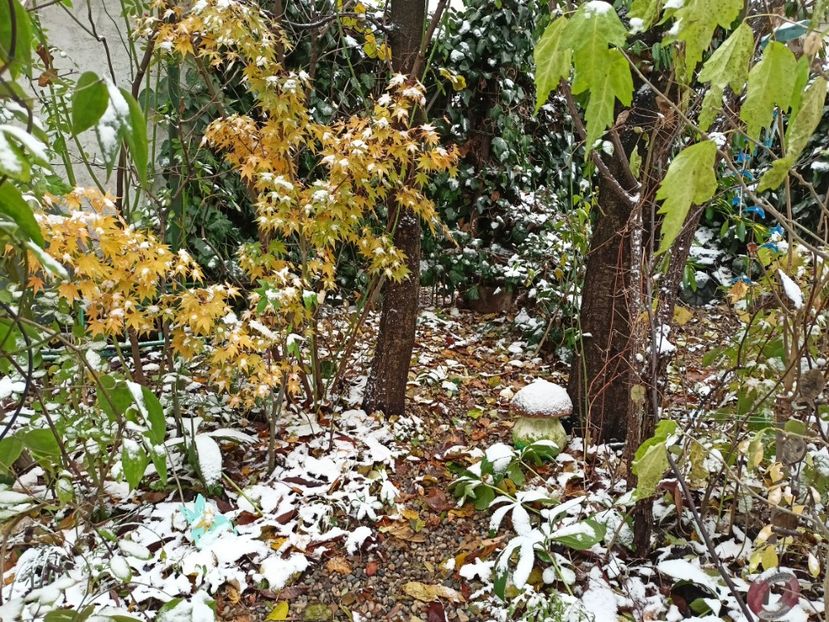 Taiyo-Nishiki - Grădina 2023 continuare 5