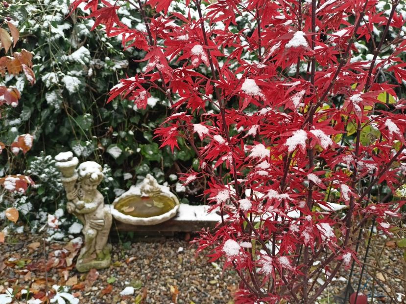 Shaina - Grădina 2023 continuare 5