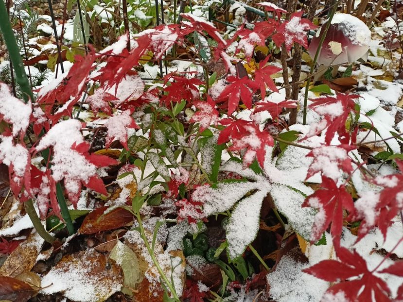 Atropurpureum - Grădina 2023 continuare 5