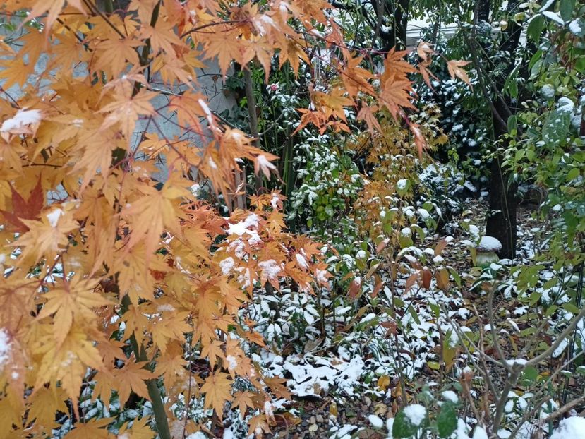 Asahi-Zuru - Grădina 2023 continuare 5