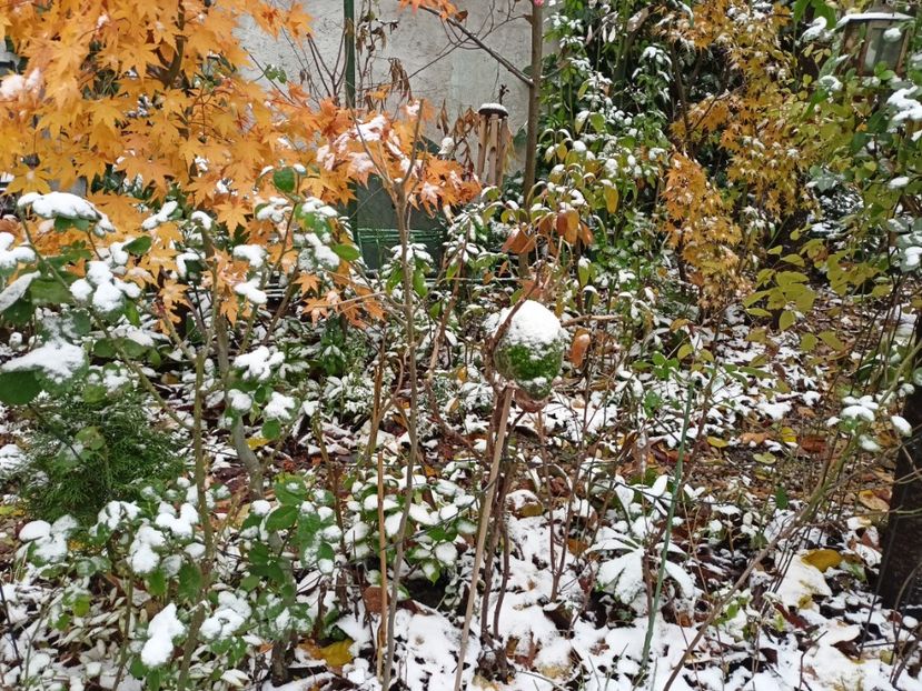 Asahi-Zuru și Taiyo-Nishiki - Grădina 2023 continuare 5