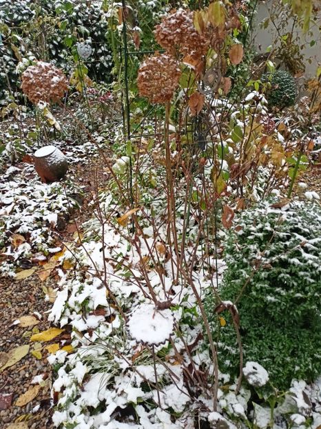  - Grădina 2023 continuare 5