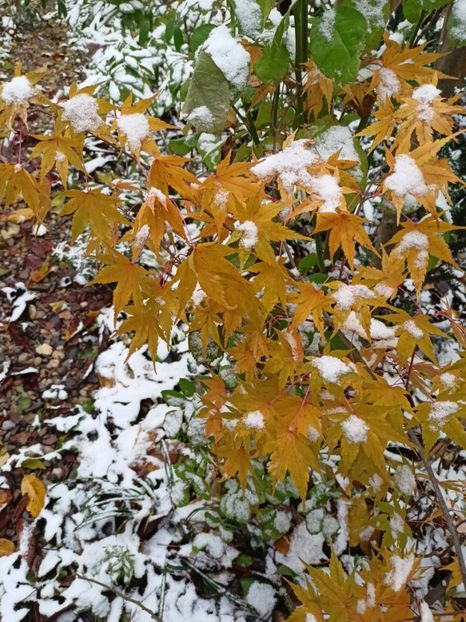 Taiyo-Nishiki - Grădina 2023 continuare 5