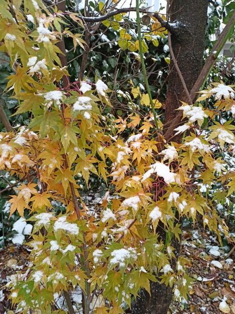 Taiyo-Nishiki - Grădina 2023 continuare 5