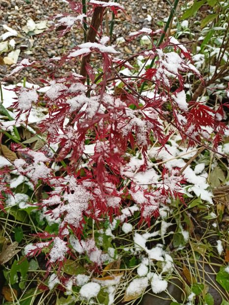 Orangeola - Grădina 2023 continuare 5