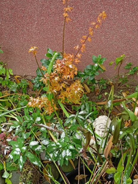 Shishigashira - Grădina 2023 continuare 5