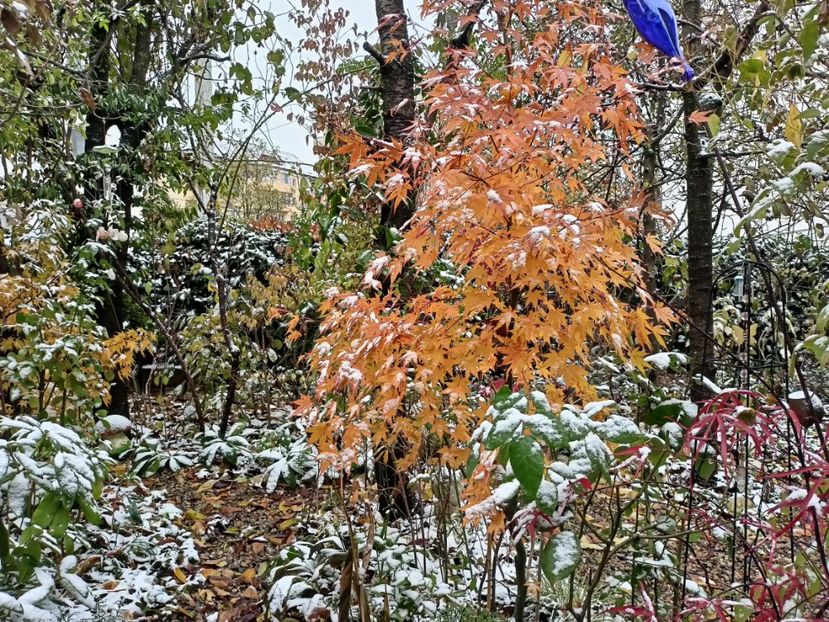 Asahi-Zuru - Grădina 2023 continuare 5