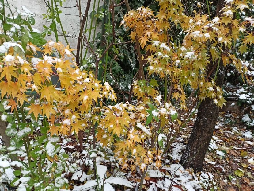 Taiyo-Nishiki - Arțari