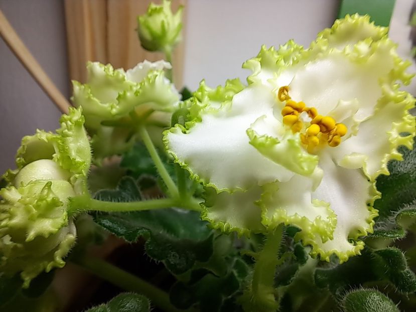  - Violeta RS izumrudnii gorod