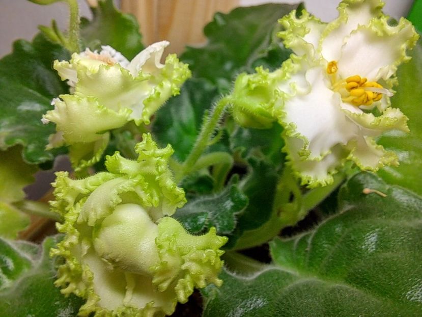  - Violeta RS izumrudnii gorod