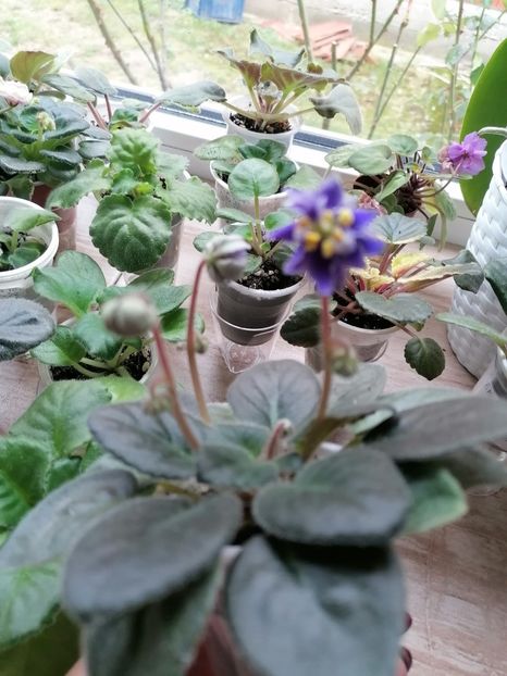  - N - Snezhnyi Georgin sp