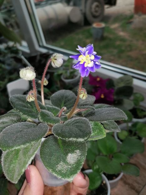 Prima înflorire. - N - Snezhnyi Georgin sp